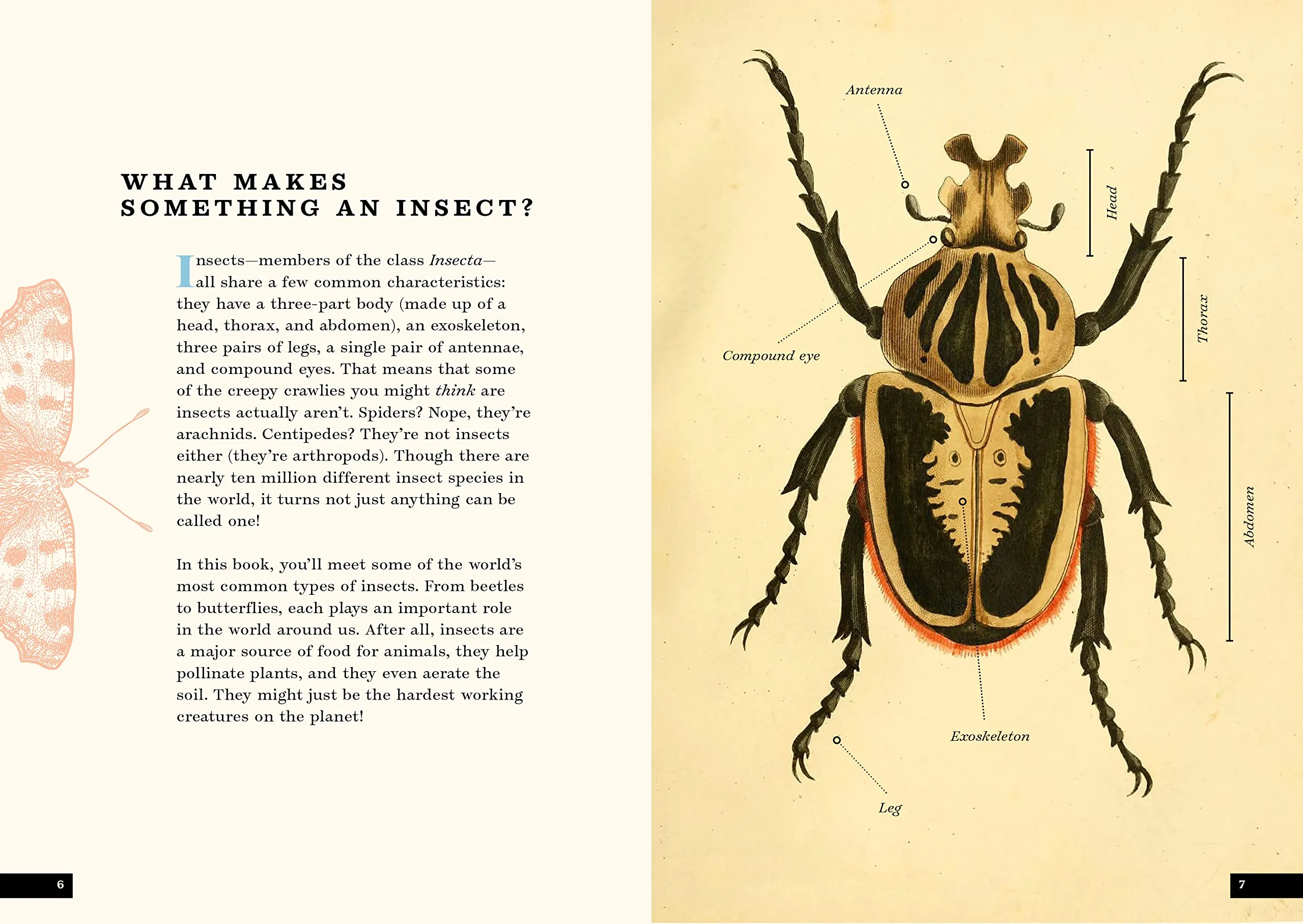 The Little Book of Insects