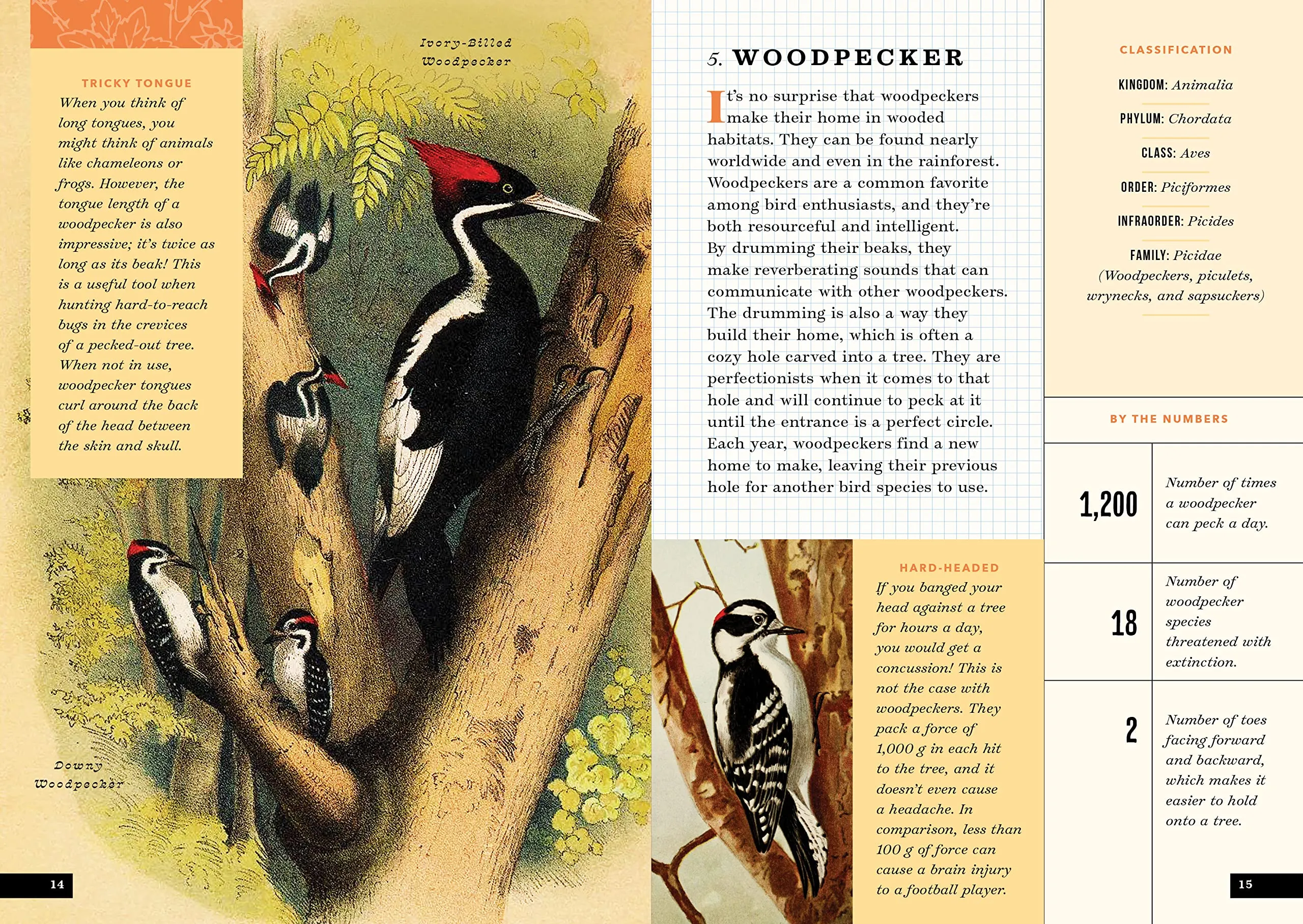 The Little Book of North American Birds