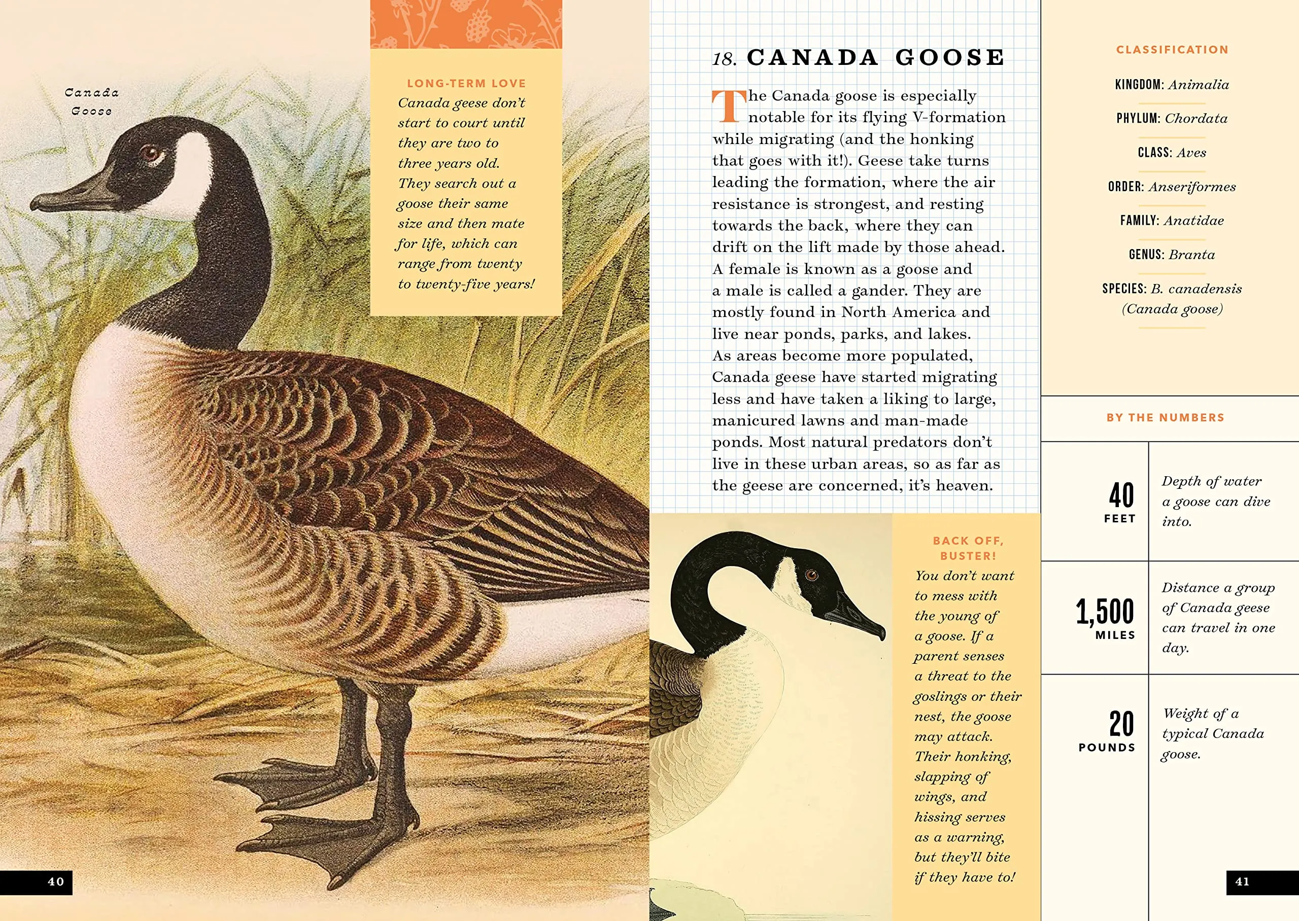 The Little Book of North American Birds