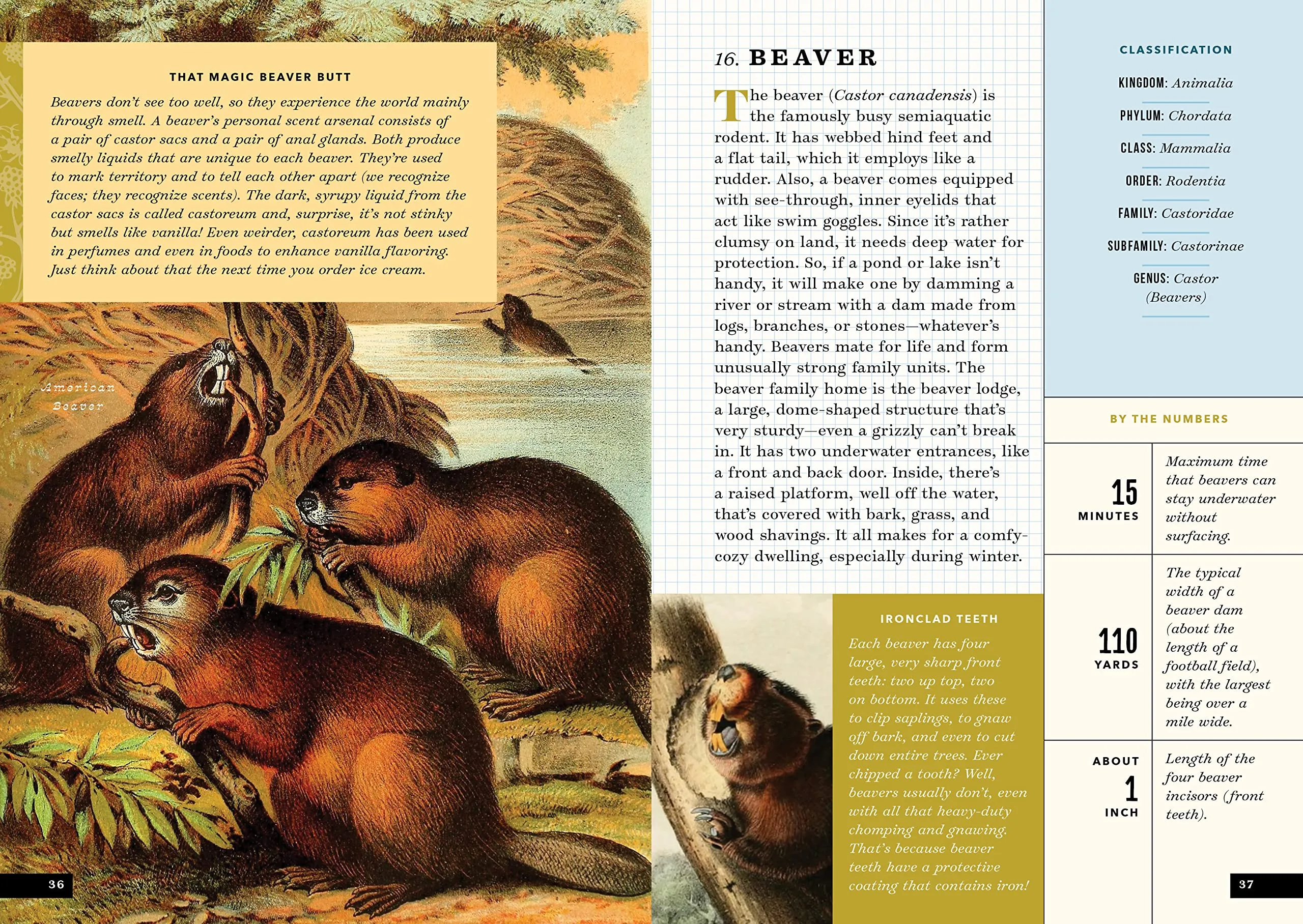 The Little Book of North American Mammals
